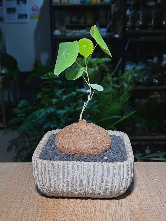 Stephania (山乌龟) in Grey Textured Pot