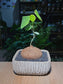 Stephania (山乌龟) in Grey Textured Pot