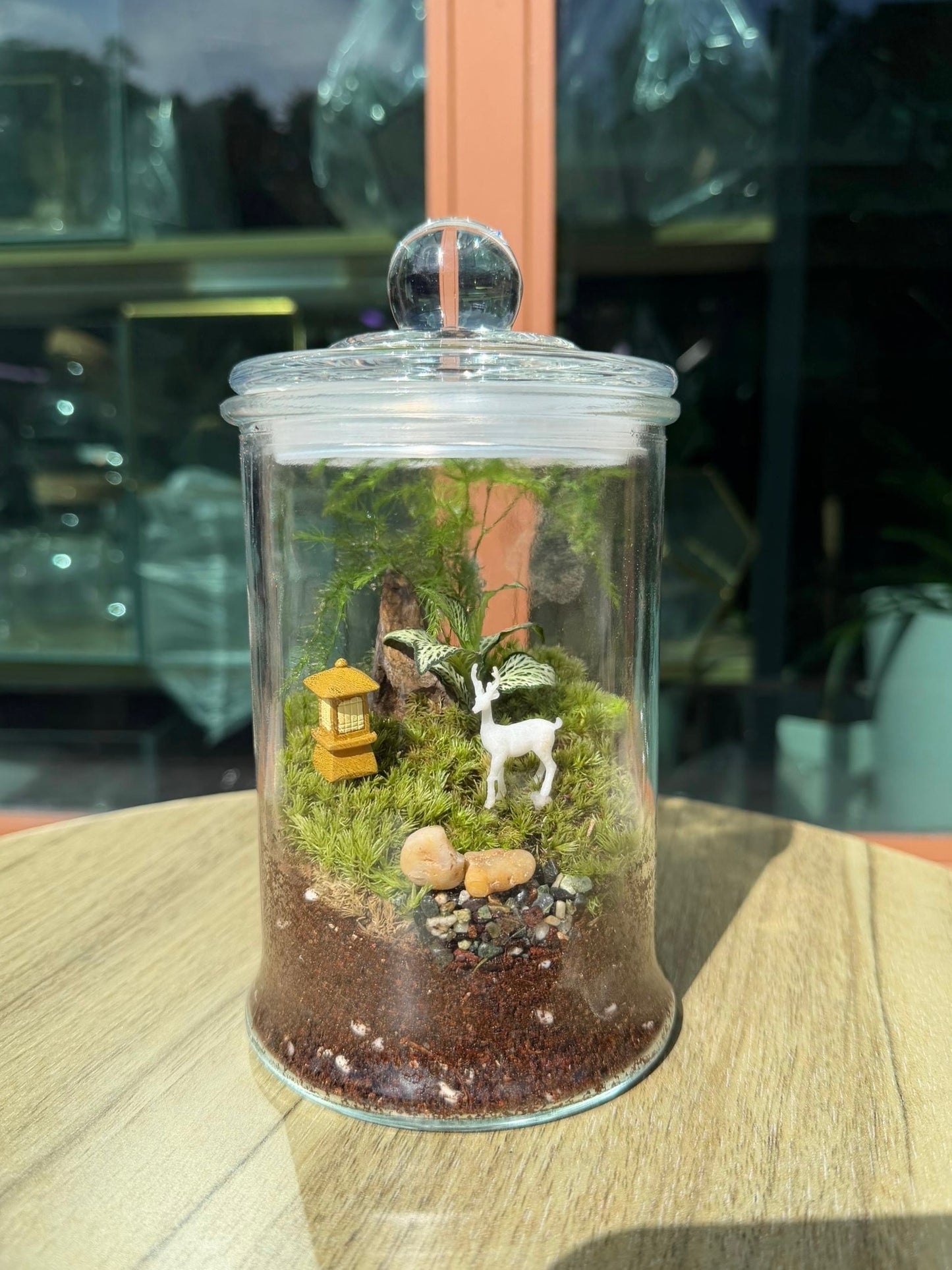 Asparagus Fern with Moss Arrangement in Terrarium Jar (L)