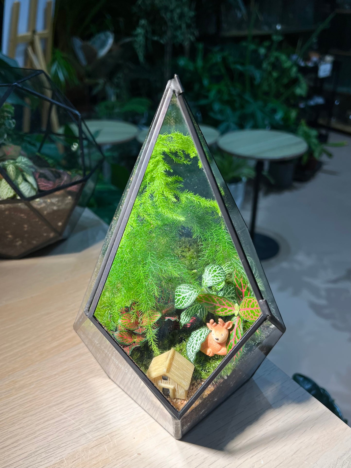 Fittonia and Asparagus Fern with Moss (Indoor Plant) Arrangement in Diamond Glass Square Base with Lid Terrarium