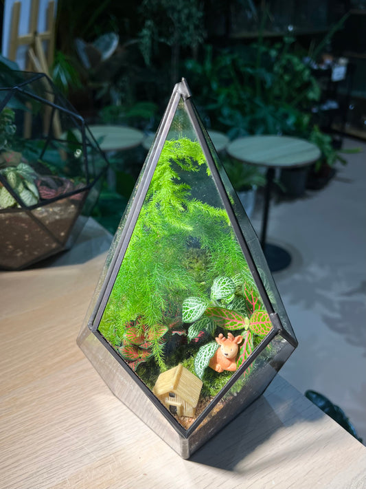 Fittonia and Asparagus Fern with Moss (Indoor Plant) Arrangement in Diamond Glass Square Base with Lid Terrarium