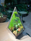 Fittonia and Asparagus Fern with Moss (Indoor Plant) Arrangement in Diamond Glass Square Base with Lid Terrarium