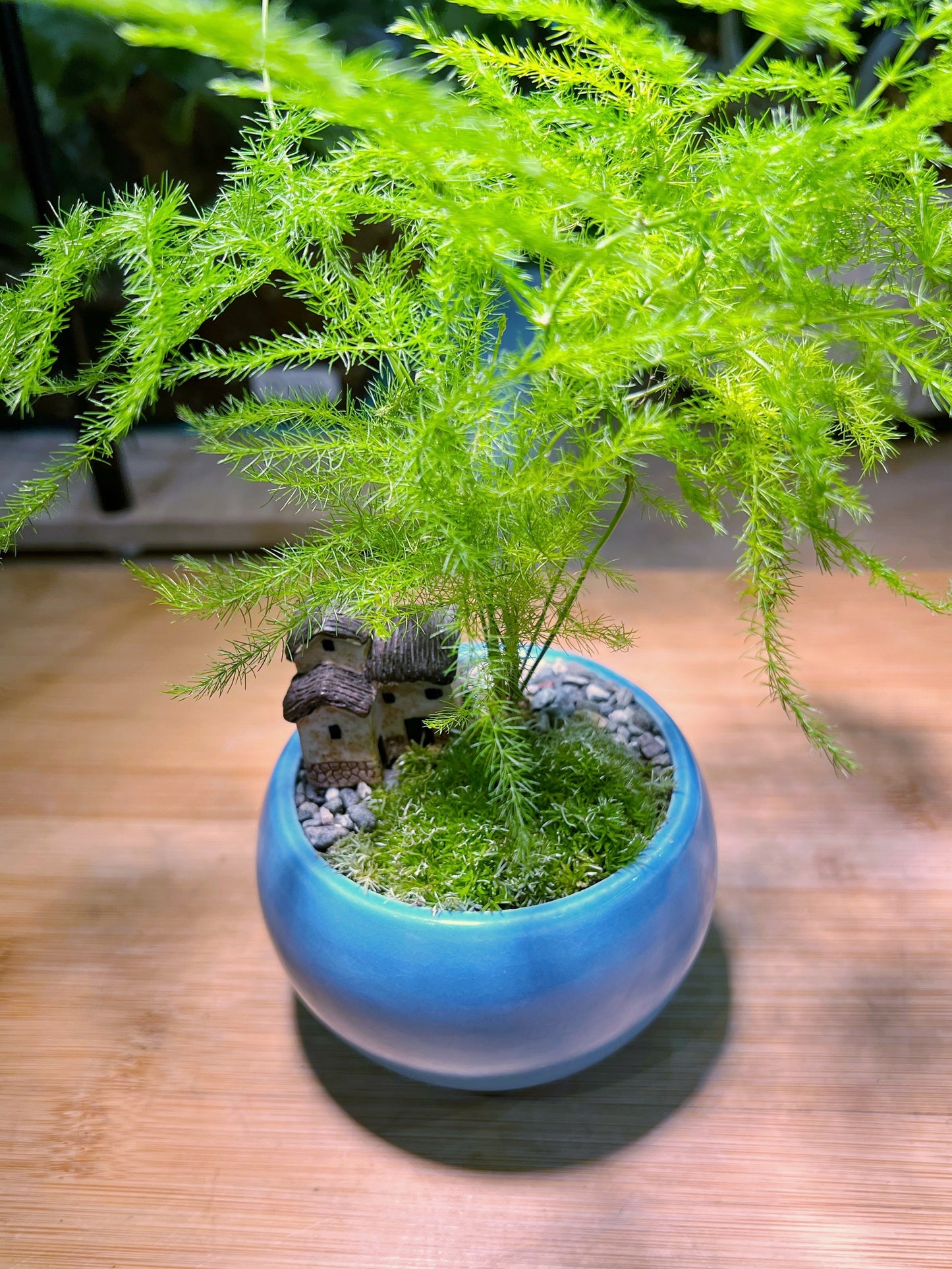 Asparagus Fern with Moss Arrangement in Sea Blue Ceramic Pot
