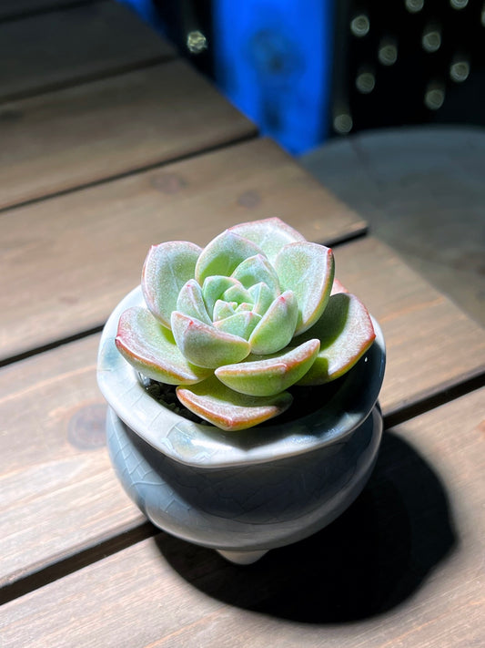 Echeveria in Sky Blue Textured Designed Ceramic Pot