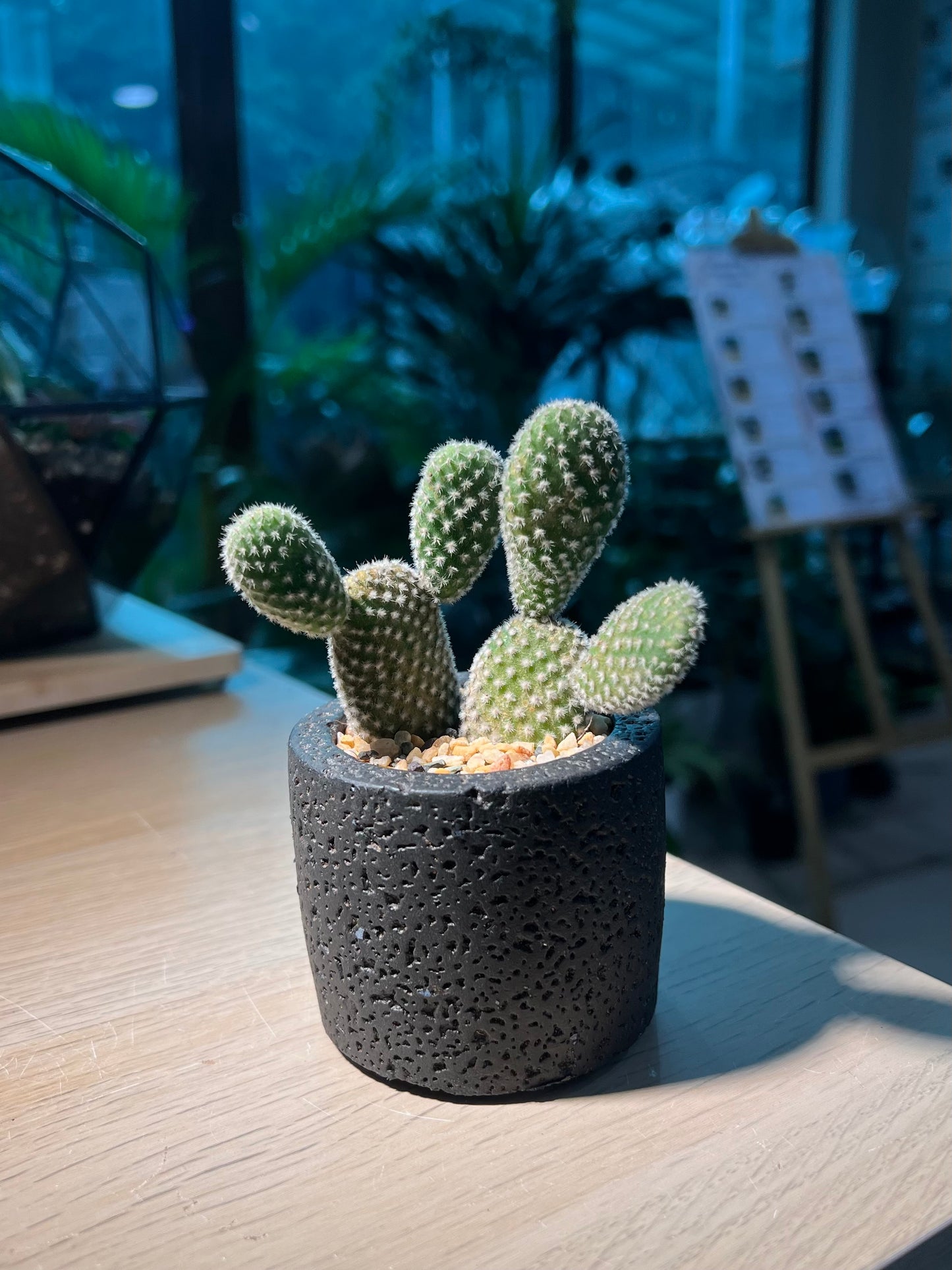 Bunny Ears Cactus (Mickey Mouse) in Matt Black Pot