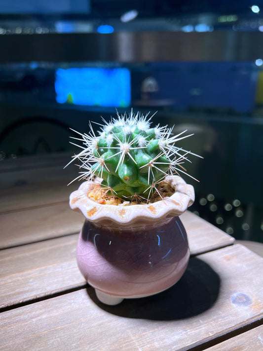 Echinocactus in Handmade Petal Edge Pot