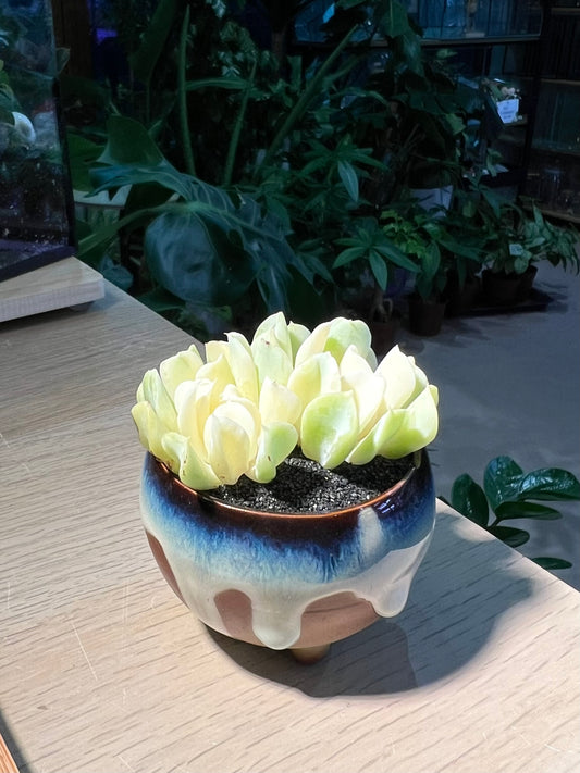 Echerveria “Topsy Turvy” in Ceramic Pot