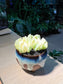 Echerveria “Topsy Turvy” in Ceramic Pot