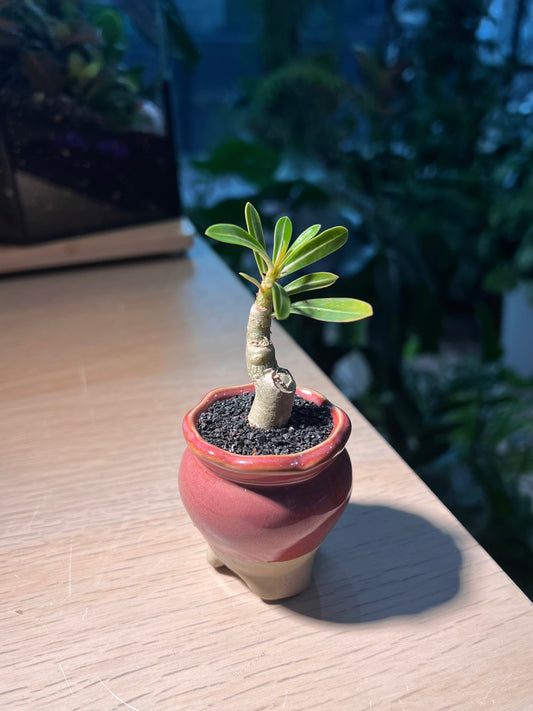 Adenium in Red Ceramic Pot