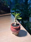 Adenium in Red Ceramic Pot