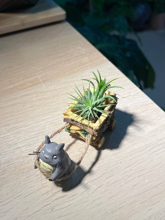 Airplant (空气凤梨) with Totoro Figurine