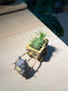 Airplant (空气凤梨) with Totoro Figurine