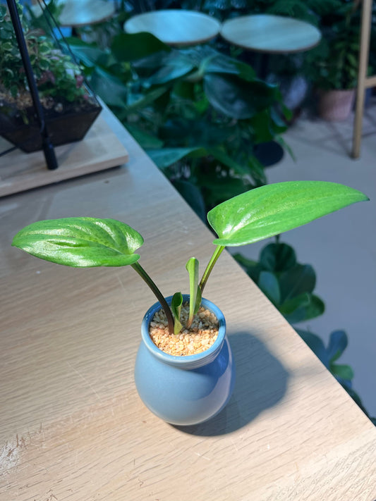 Drimiopsis Maculata (青蛙王子) in Sky Blue Ceramic Pot