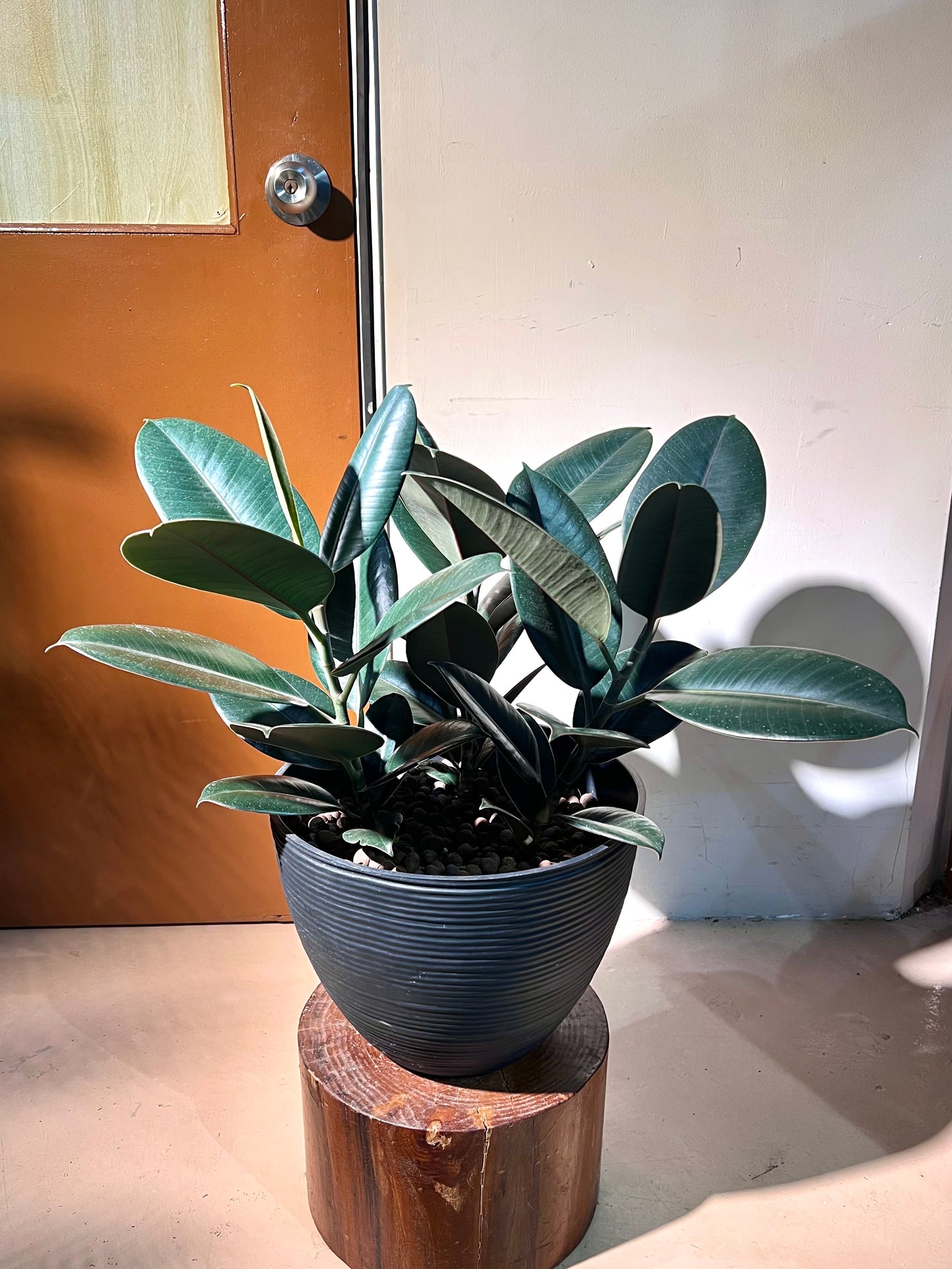 Rubber Plant (Ficus Elastica Black Bargundy 橡皮树) in High Density Polymer Pot