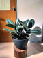 Rubber Plant (Ficus Elastica Black Bargundy 橡皮树) in High Density Polymer Pot
