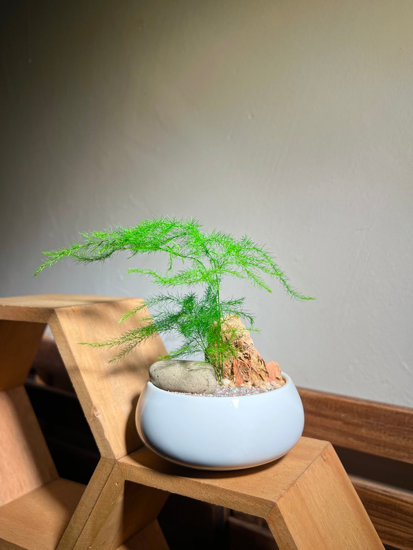 Asparagus Fern in Round Ceramic Pot