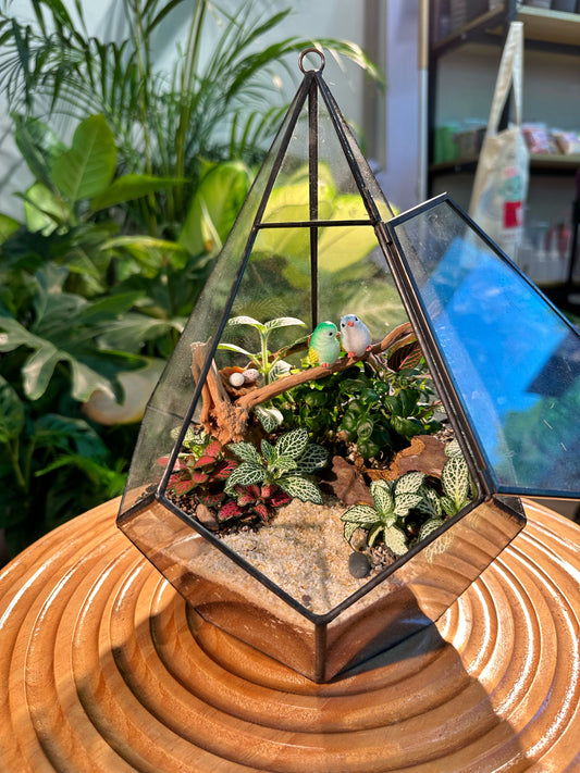 Fittonia & Fern Arrangement in Diamond Glass Terrarium (M)