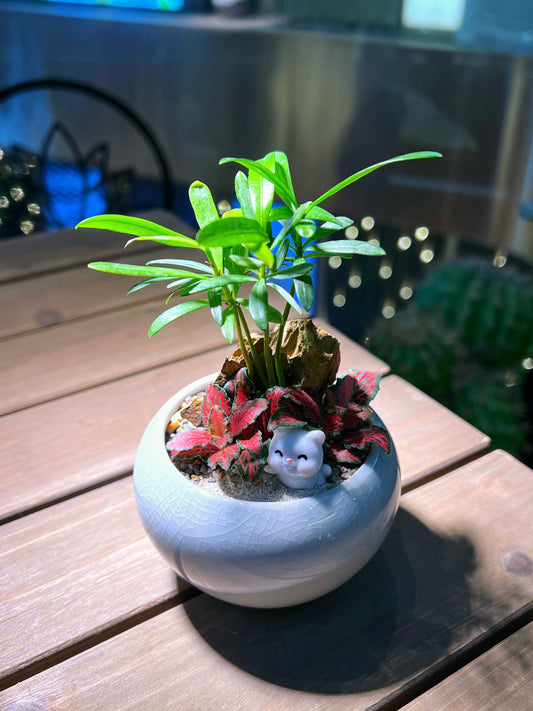 Podocarpus and Fittonia Arrangement in Light Blue Round Ceramic Pot