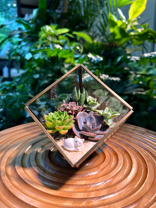Succulent Arrangement in Cubical Glass Terrarium