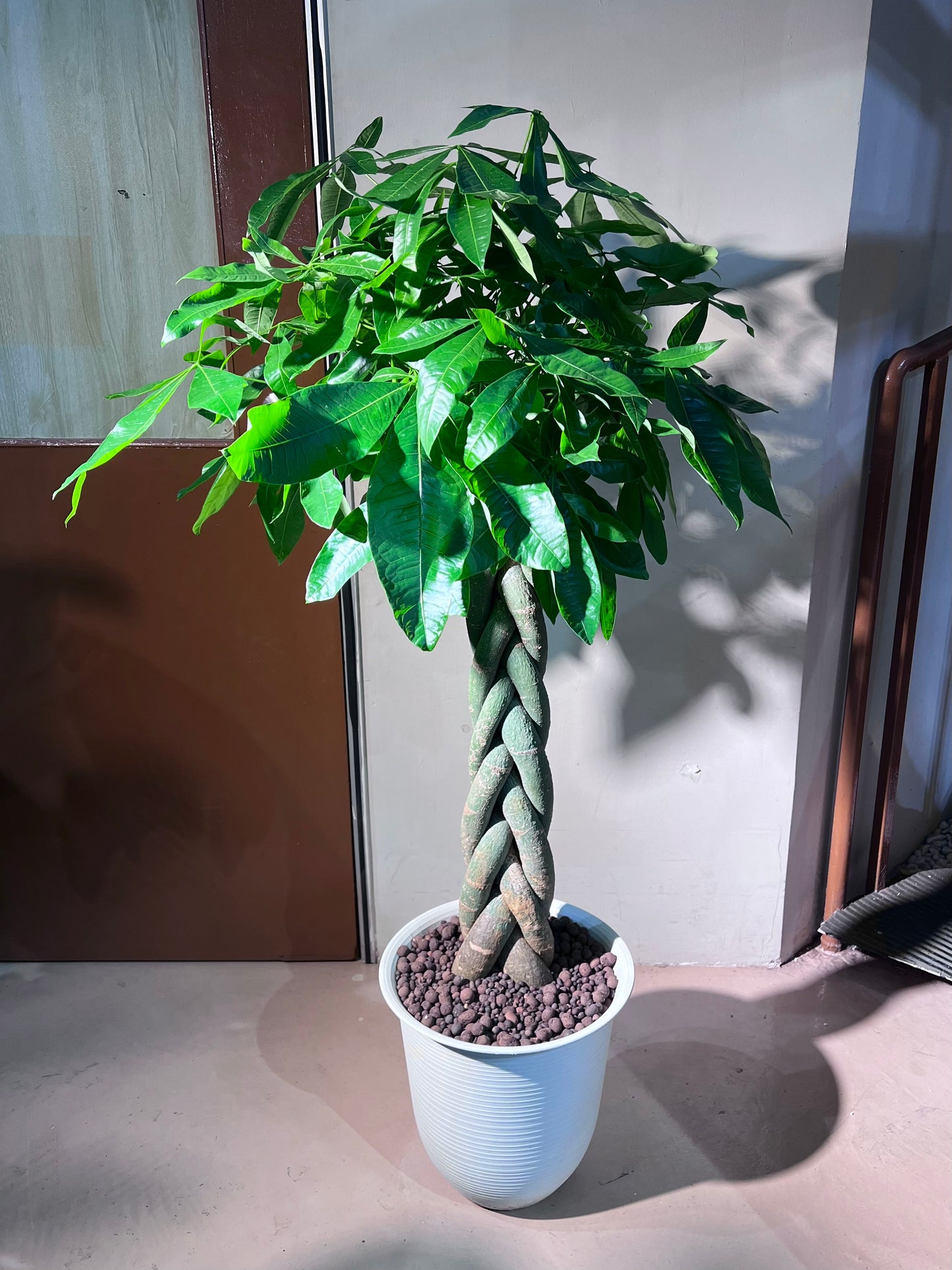Pachira (发财树) in High Density Polymer Pot