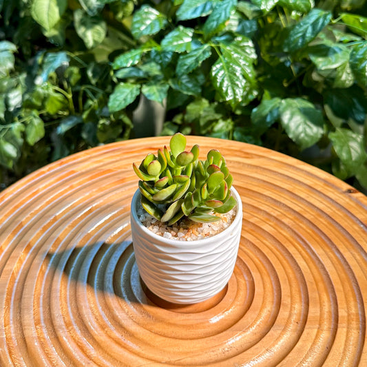 Jade Plant in White Designer Pot