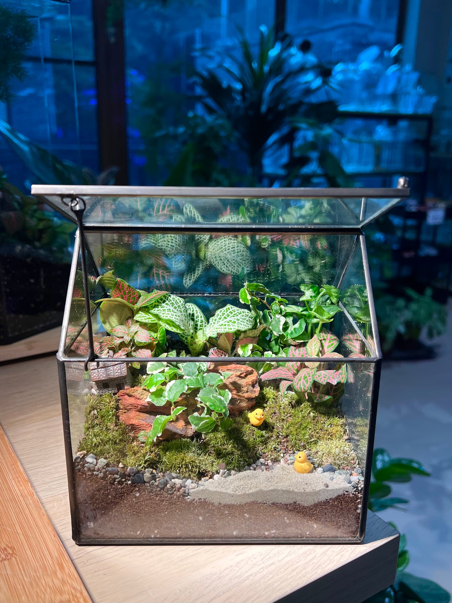 Fittonia and Ficus Pumilla with Moss Arrangement in Black Frame Glasshouse Terrarium (S)