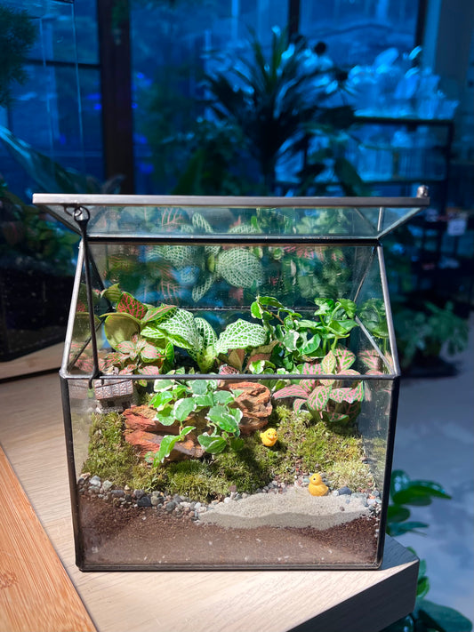 Fittonia and Ficus Pumilla with Moss Arrangement in Black Frame Glasshouse Terrarium (S)