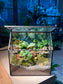 Fittonia and Ficus Pumilla with Moss Arrangement in Black Frame Glasshouse Terrarium (S)
