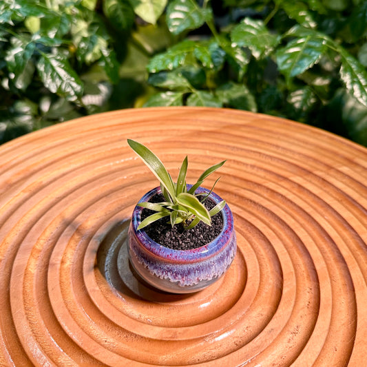 Chlorophytum Comosun in Blue Designer Pot aka Spider Plant