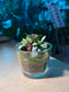 Indoor Plant Arrangement in Glass Pot