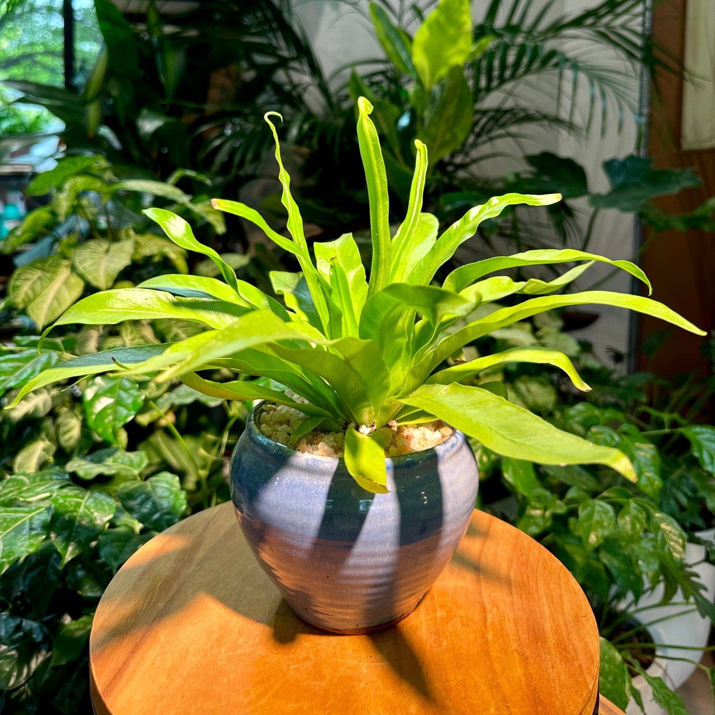 Asplenium Nidus Bird’s Nest Fern in Blue Designer Pot