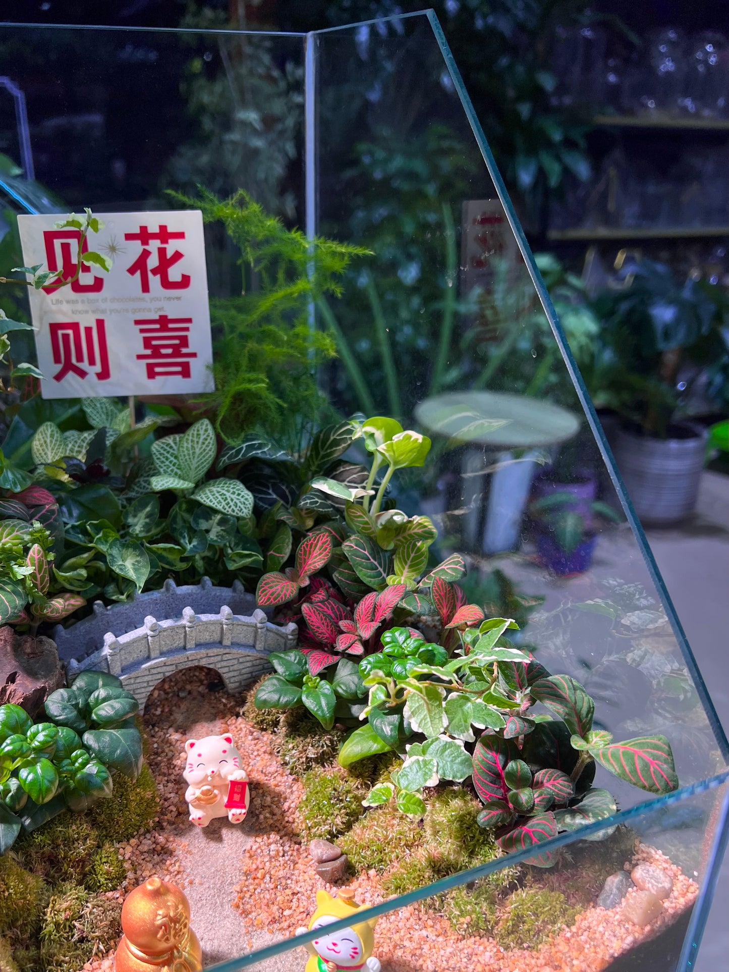 Indoor Plant Arrangement in Serene Forestscape Terrarium with 见花则喜 ❤️