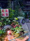 Indoor Plant Arrangement in Serene Forestscape Terrarium with 见花则喜 ❤️