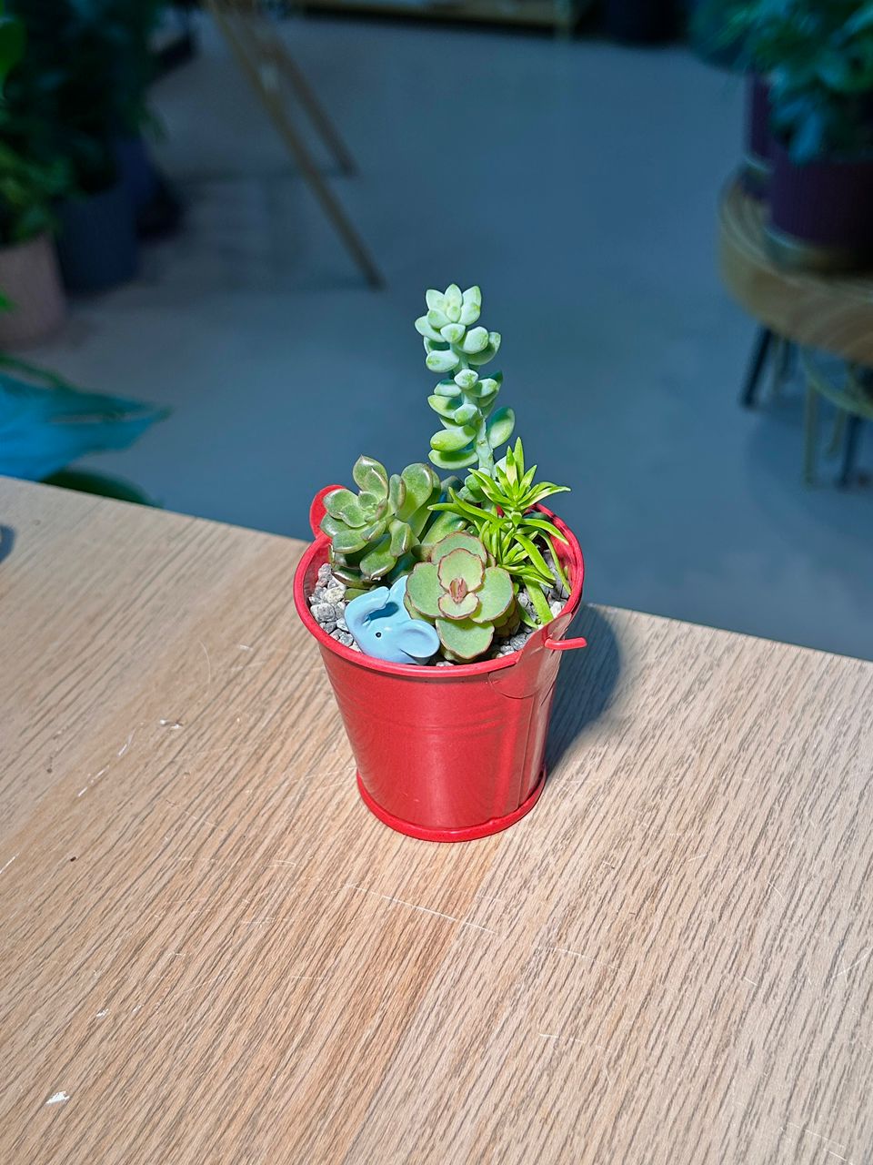 Succulent Arrangement in Red Pail Pot