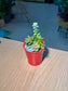 Succulent Arrangement in Red Pail Pot