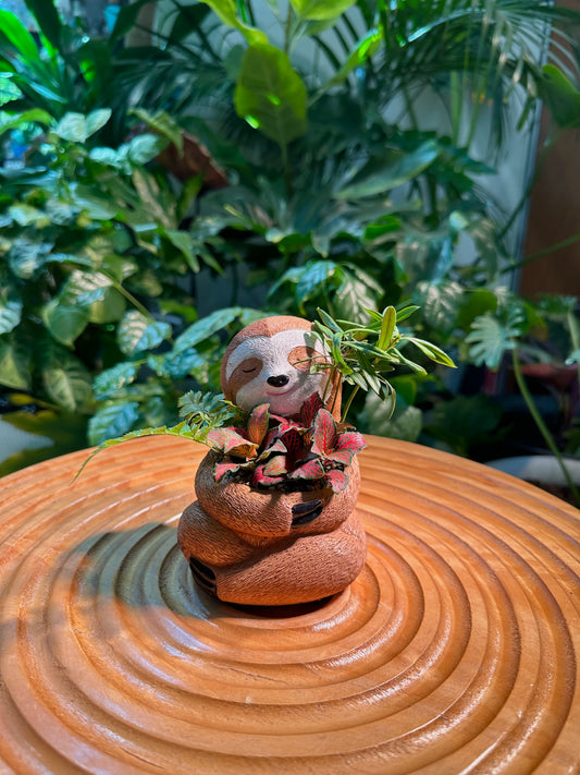 Fittonia, Fern, and Podocarpus Seedling in Sloth Pot