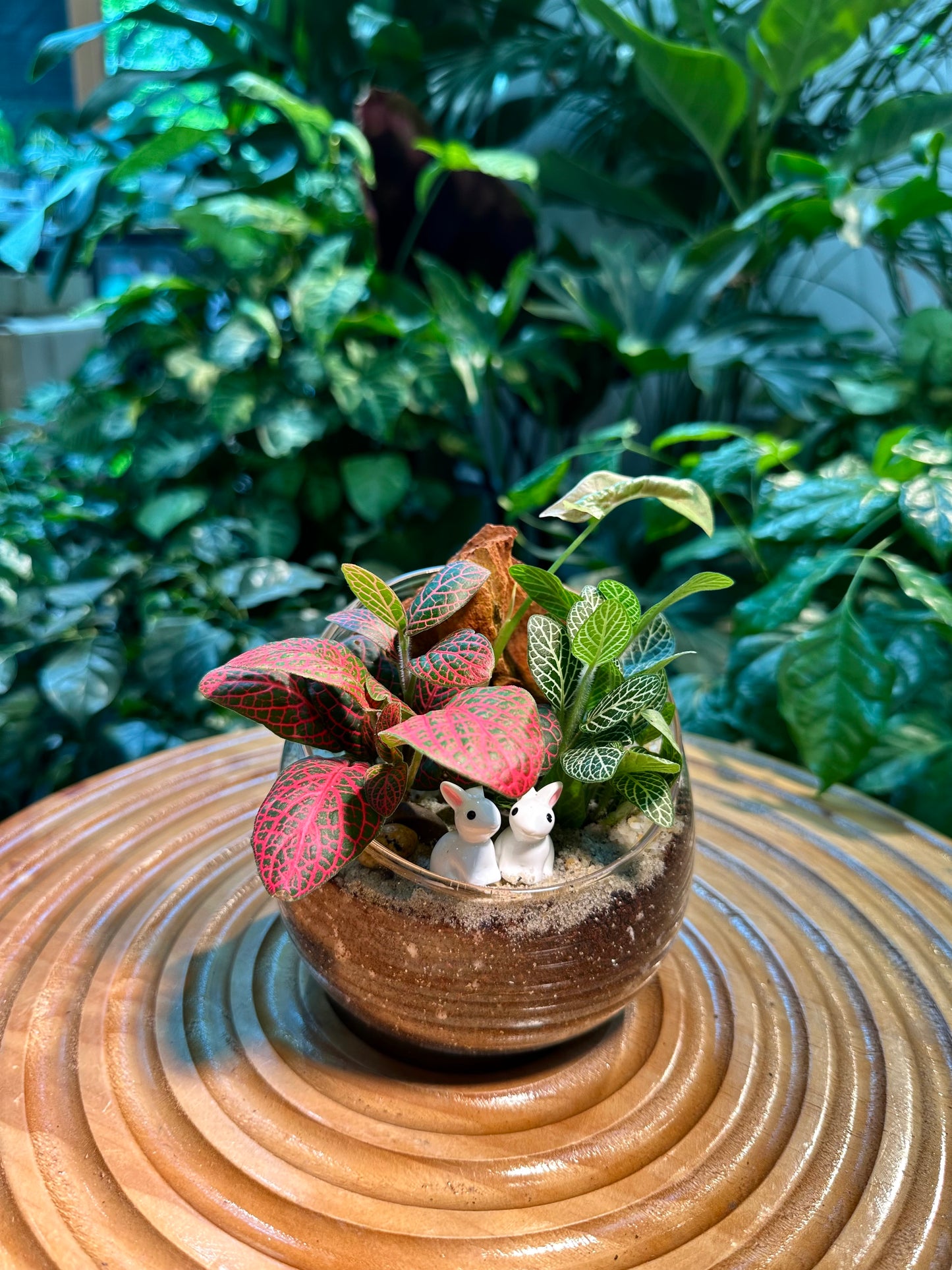 Fittonia in Slanted Glass Terrarium