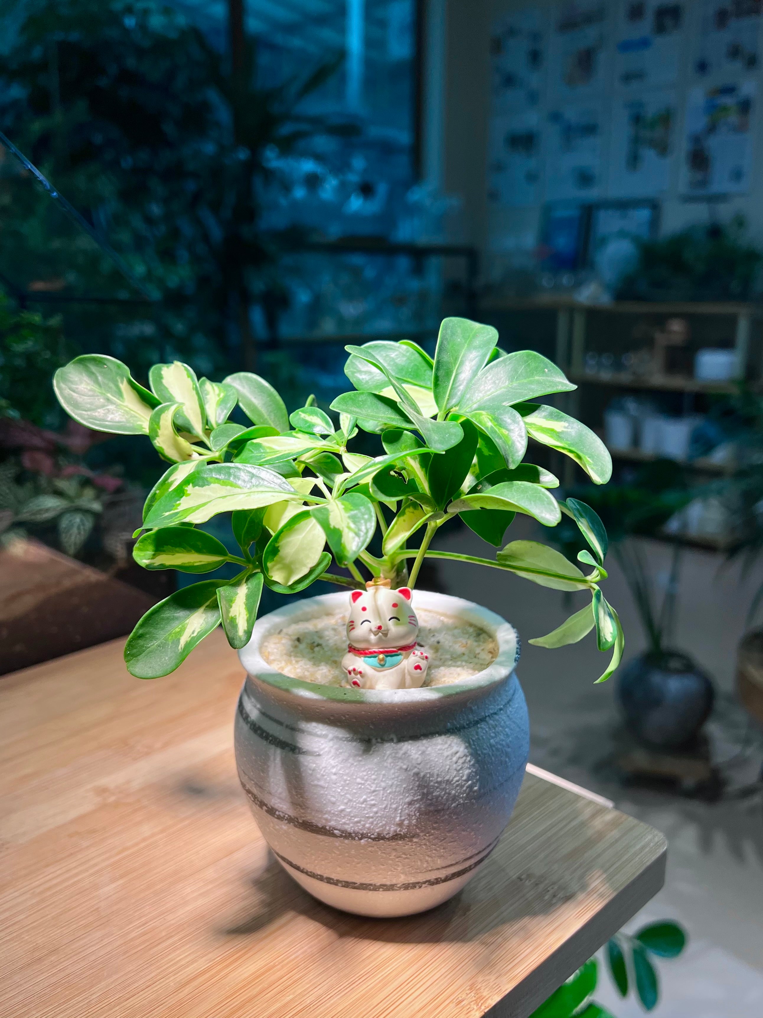 Dwarf Umbrella Tree (鸭脚木) in White Pattern Designed Ceramic Pot