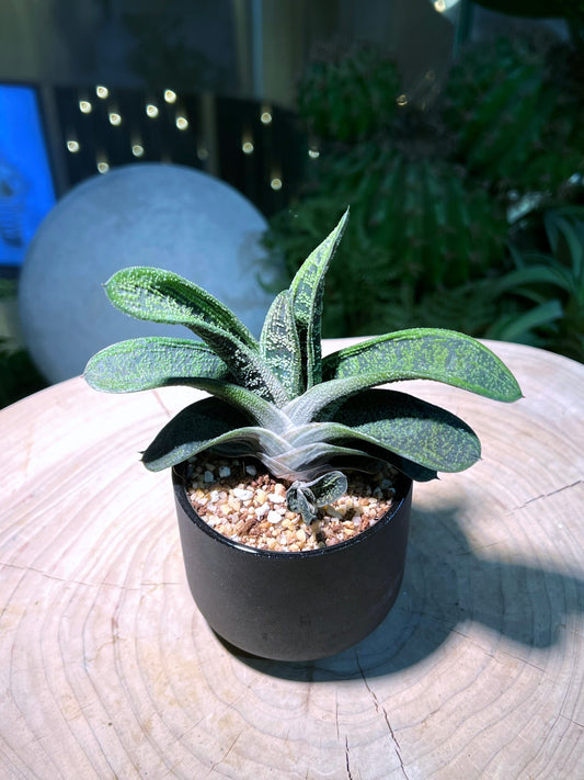 Gasteria in Black Ceramic Cylindrical Pot