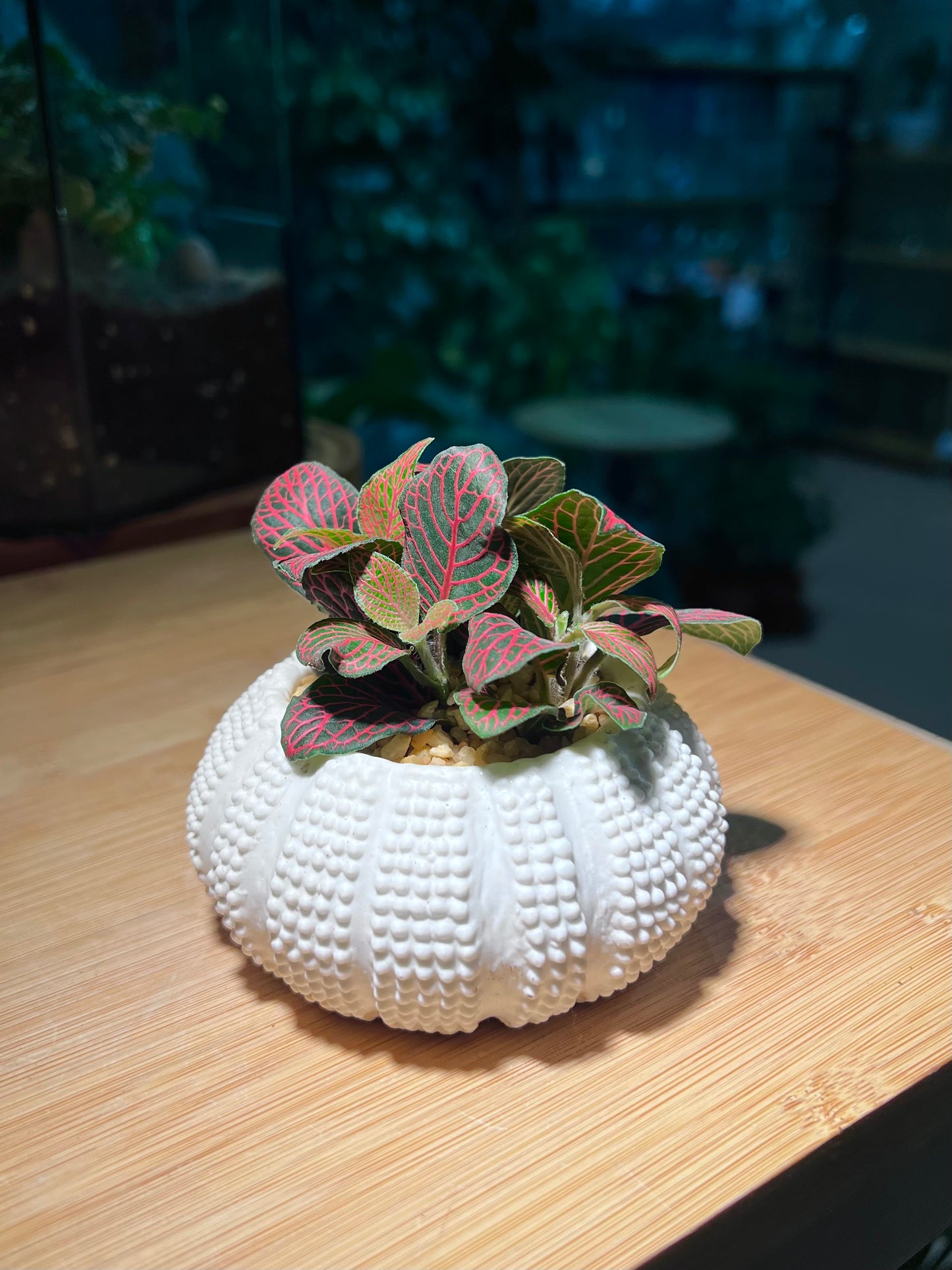 Fittonia in Sea Shell Pattern Pot