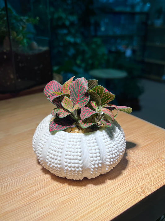 Fittonia in Sea Shell Pattern Pot