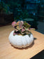 Fittonia in Sea Shell Pattern Pot