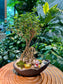 Serissa Ginseng Bonsai in Designer Pot