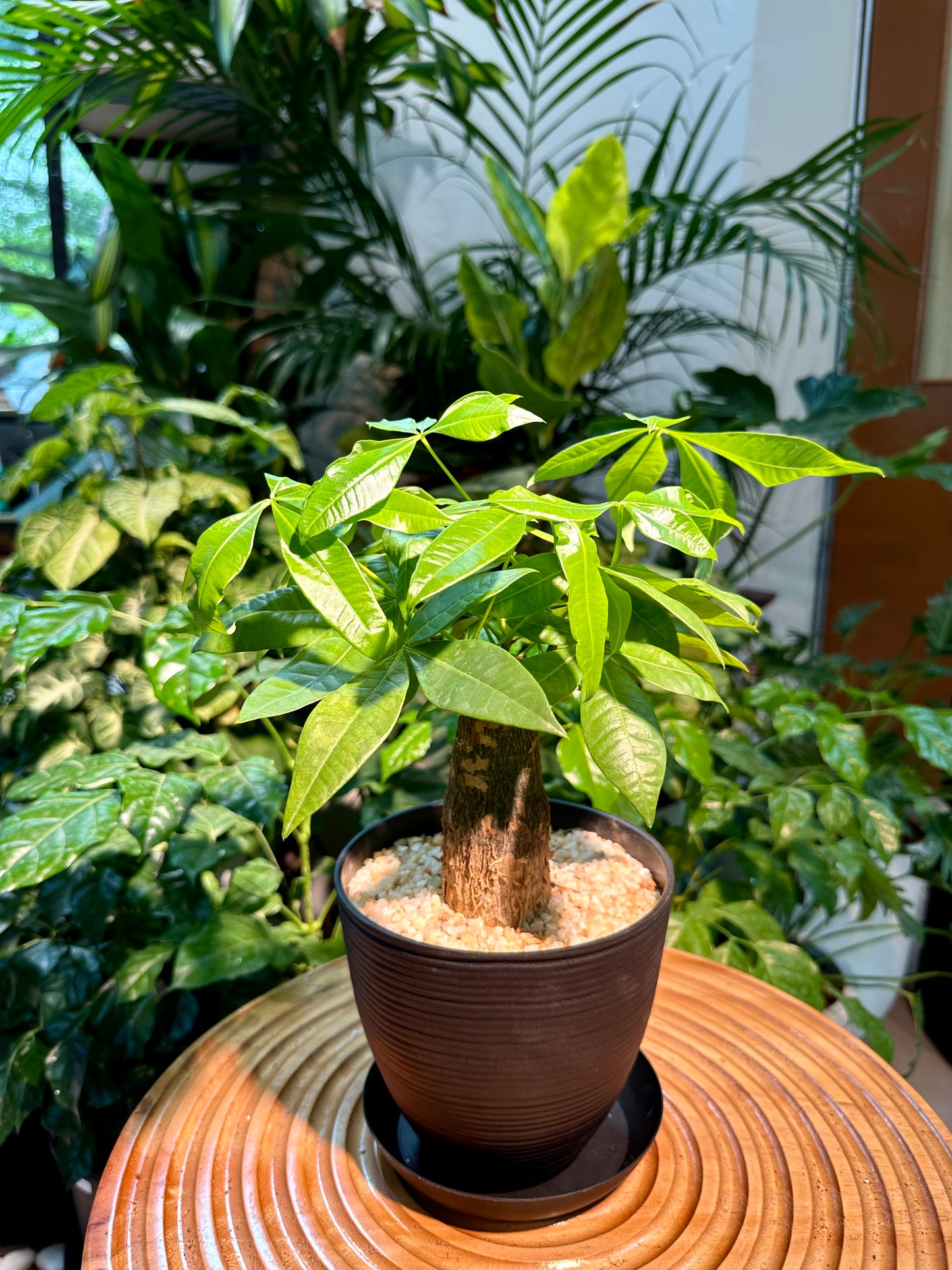 Pachira Aquatica in Black Plastic Pot (aka Money Tree)