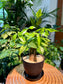 Pachira Aquatica in Black Plastic Pot (aka Money Tree)