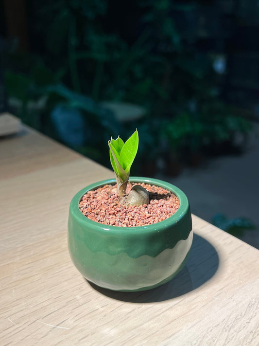 Zz Plant (金钱树) in Green Ceramic Pot