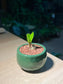 Zz Plant (金钱树) in Green Ceramic Pot