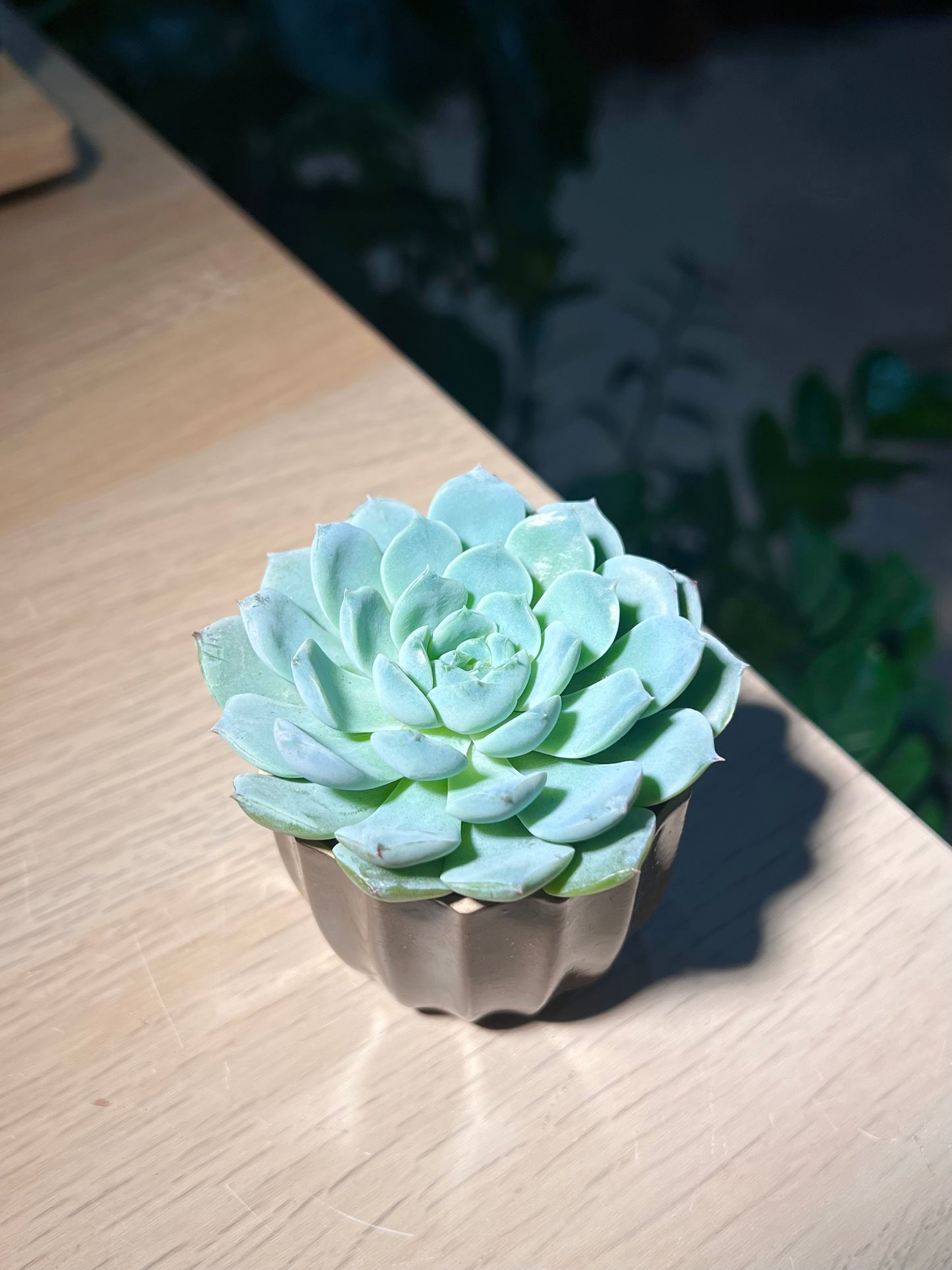 Echeveria in Coffee Pot