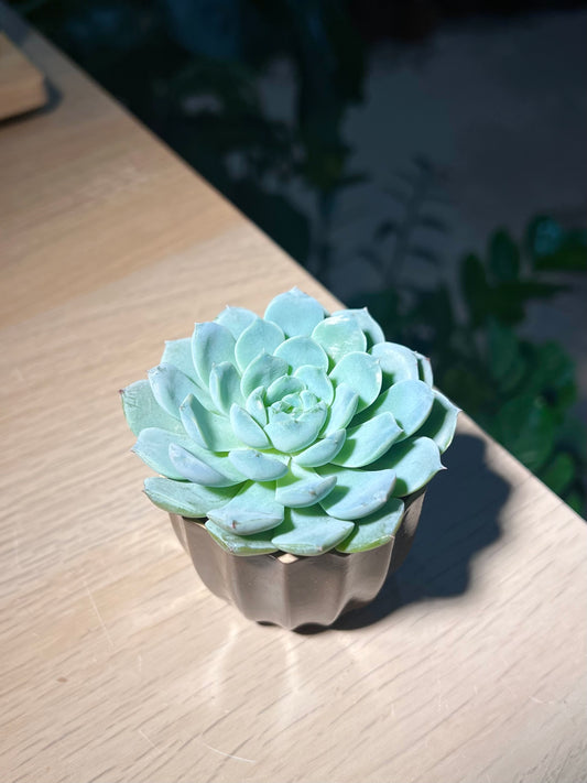 Echeveria in Coffee Pot
