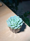 Echeveria in Coffee Pot